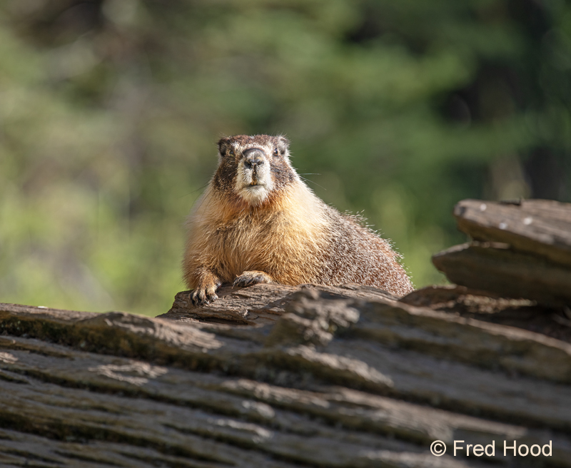 yellow bellied marmot