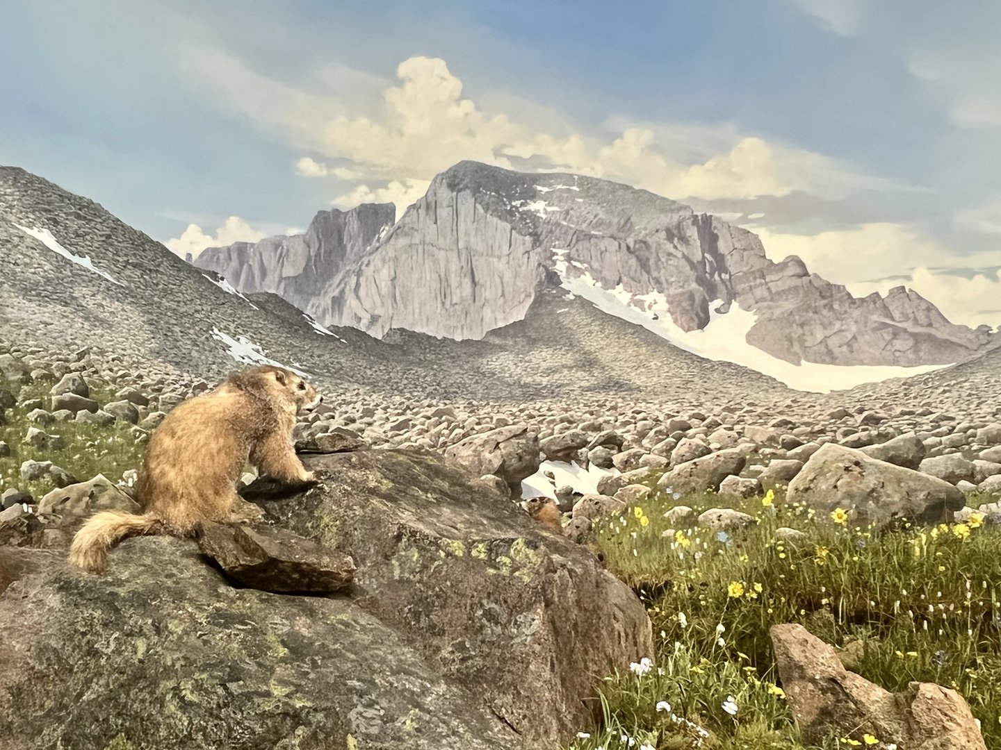 Yellow-bellied Marmot