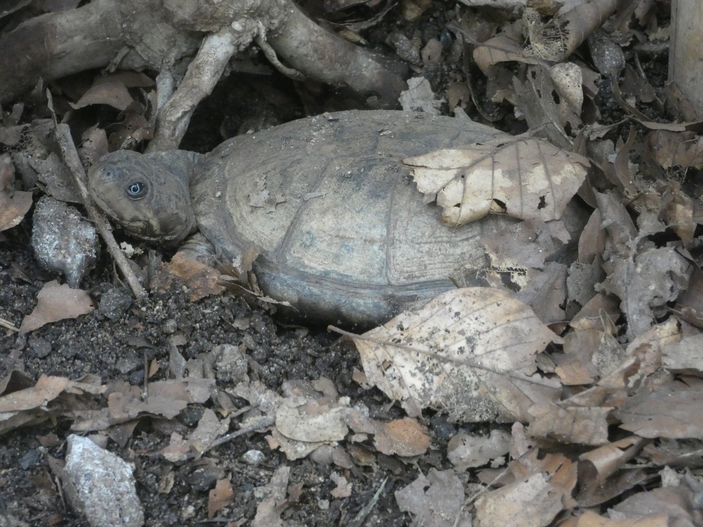 Yellow-bellied mud turtle