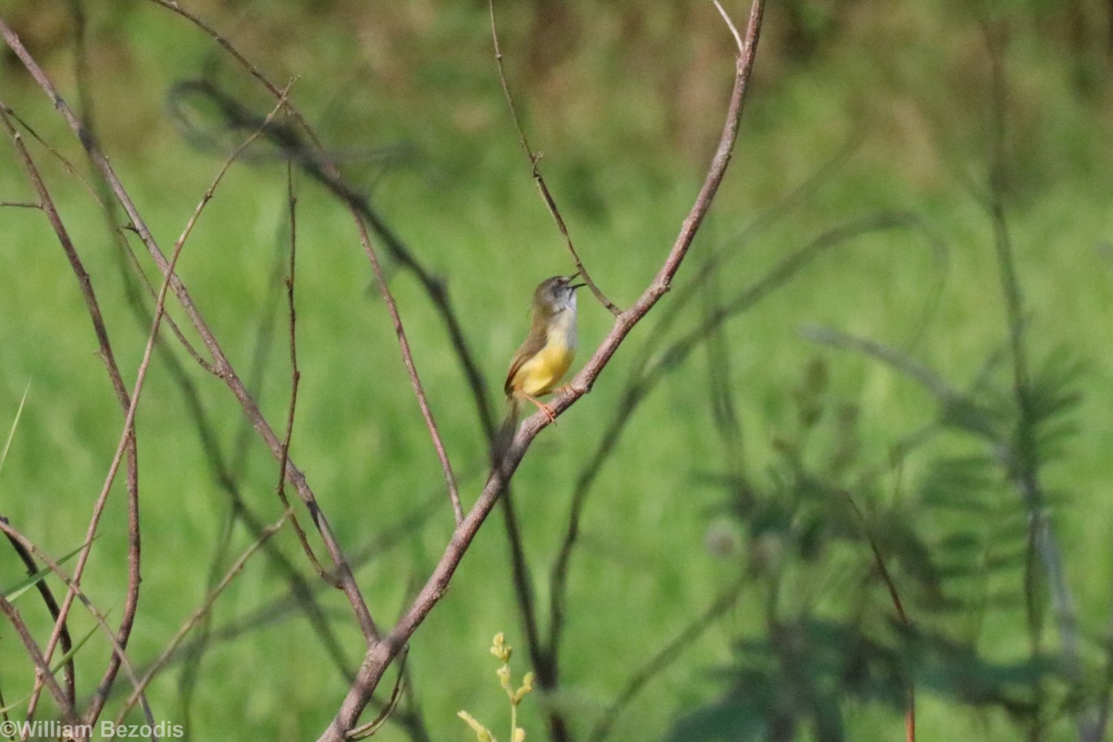 Yellow-bellied Prinia - Bang Pra Non-hunting Area