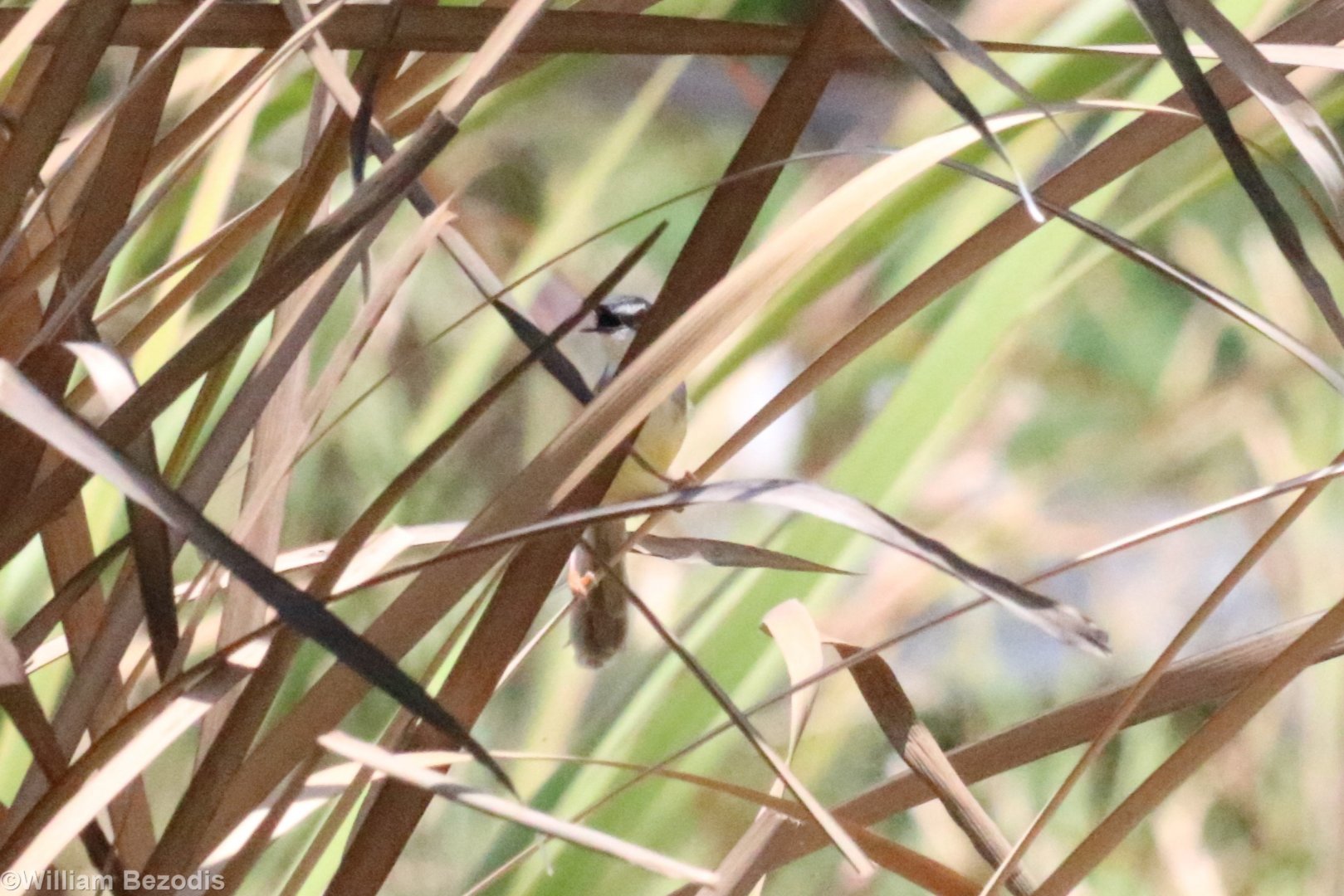 Yellow-bellied Prinia - Muang Boran Fishponds