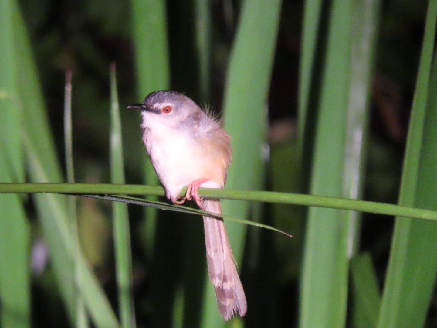 Yellow-bellied prinia (Prinia flaviventris)