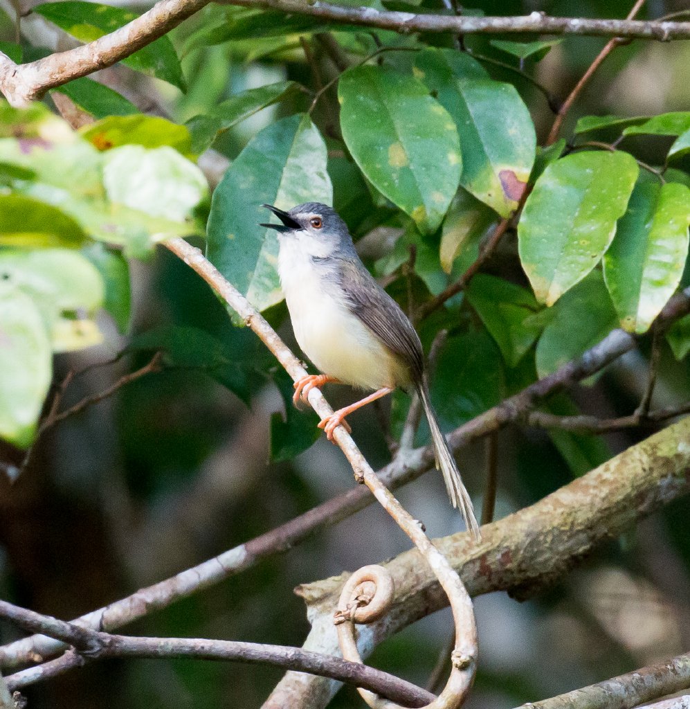 Yellow-bellied Prinia
