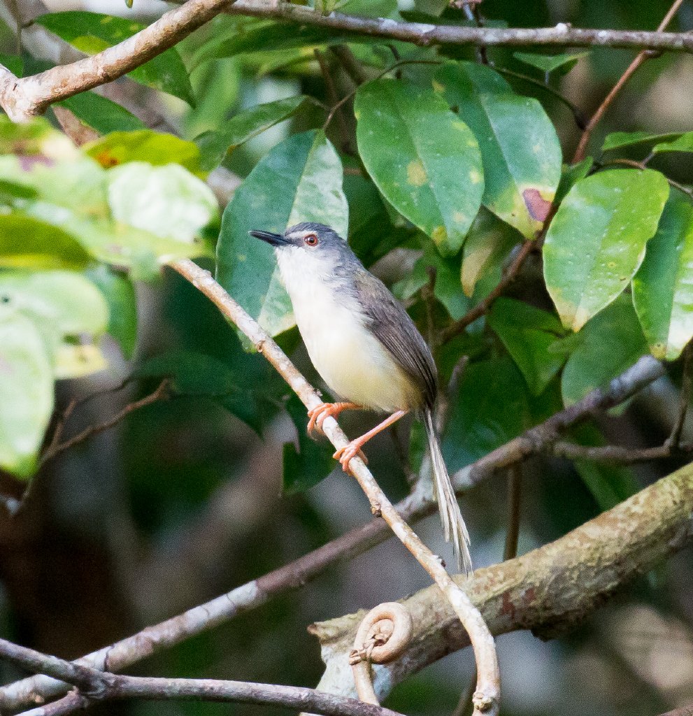 Yellow-bellied Prinia