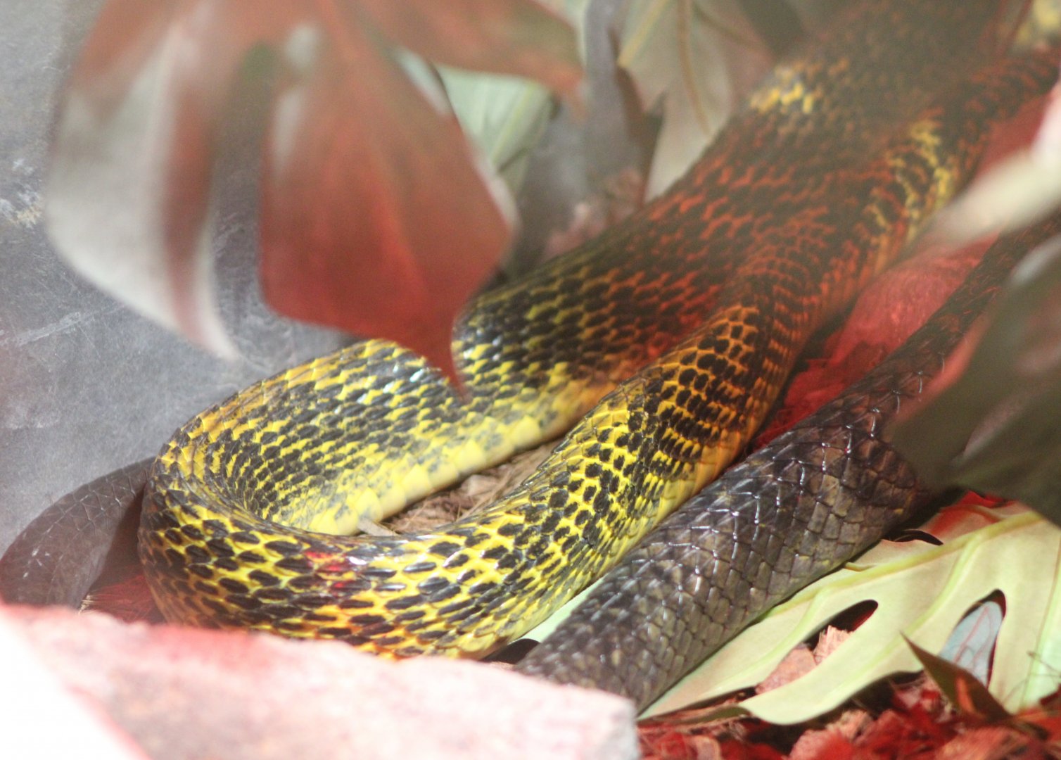 Yellow-bellied puffing snake - Spilotes sulphureus