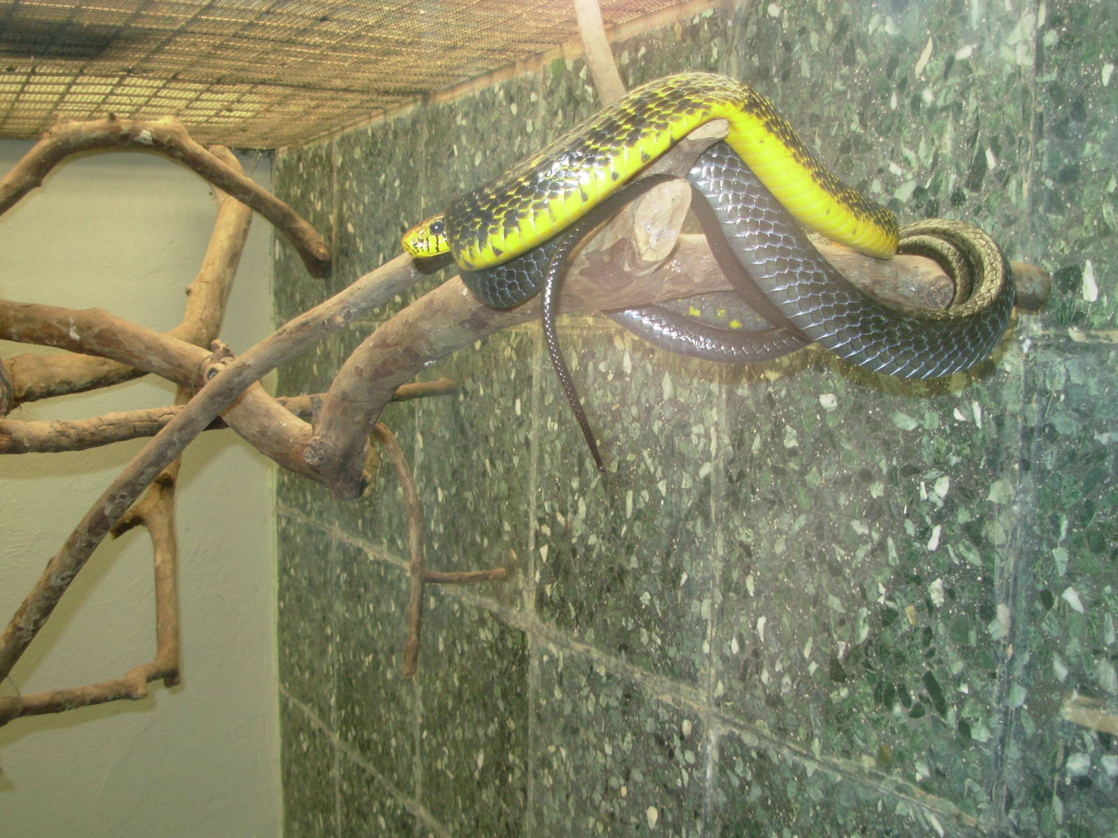 Yellow-Bellied Puffing Snake