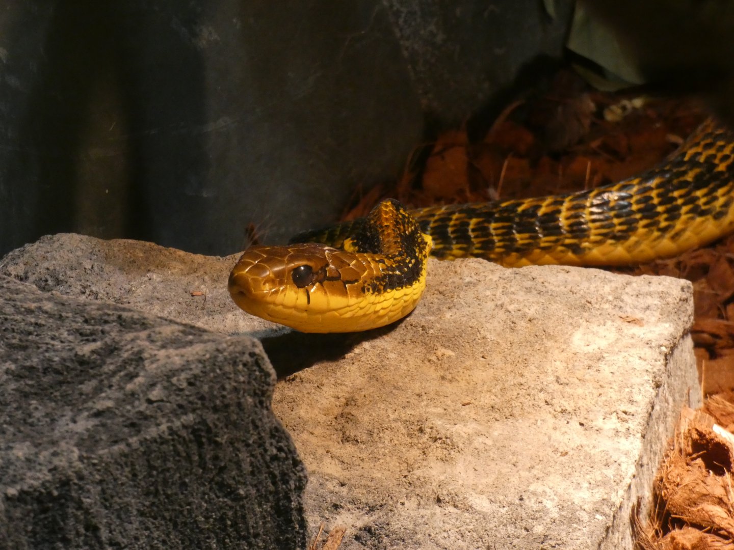 Yellow-bellied Puffing Snake