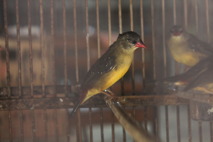 Yellow-bellied red avadavat (Amandava amandava flavidiventris)