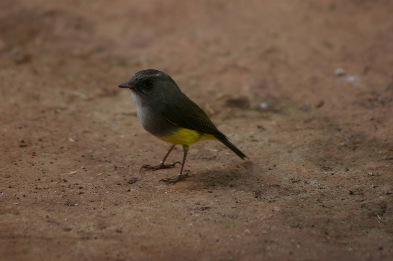 yellow-bellied robin (Eopsaltria flaviventris)