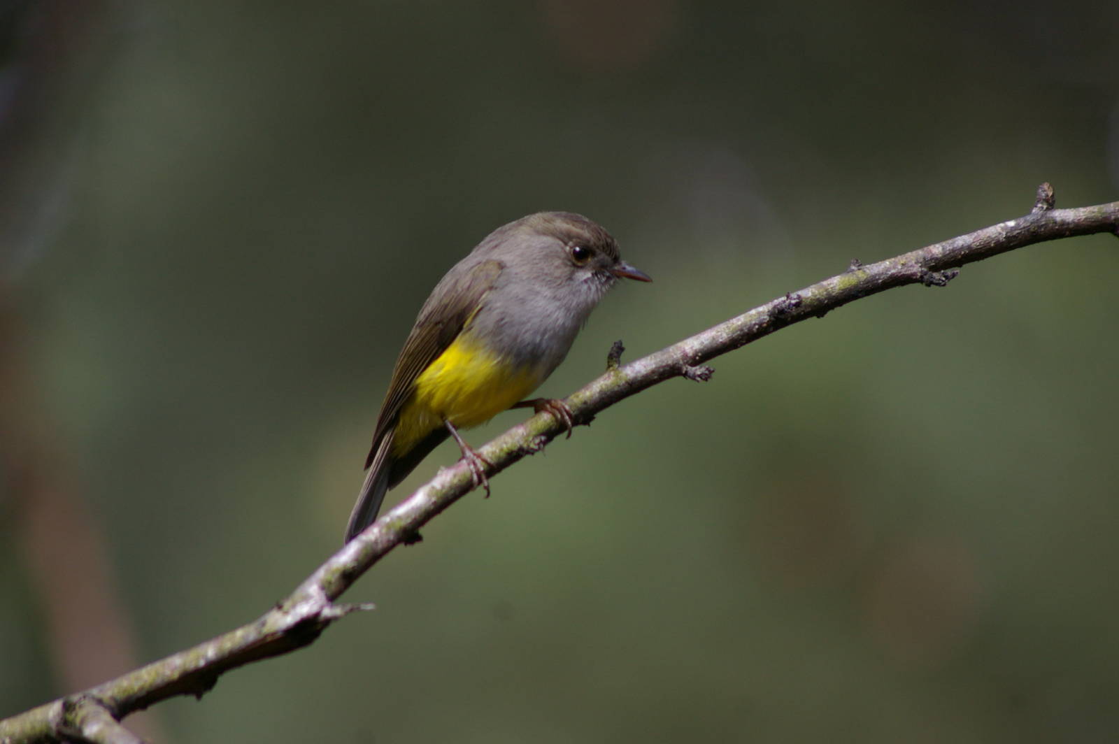 yellow-bellied robin (Eopsaltria flaviventris)
