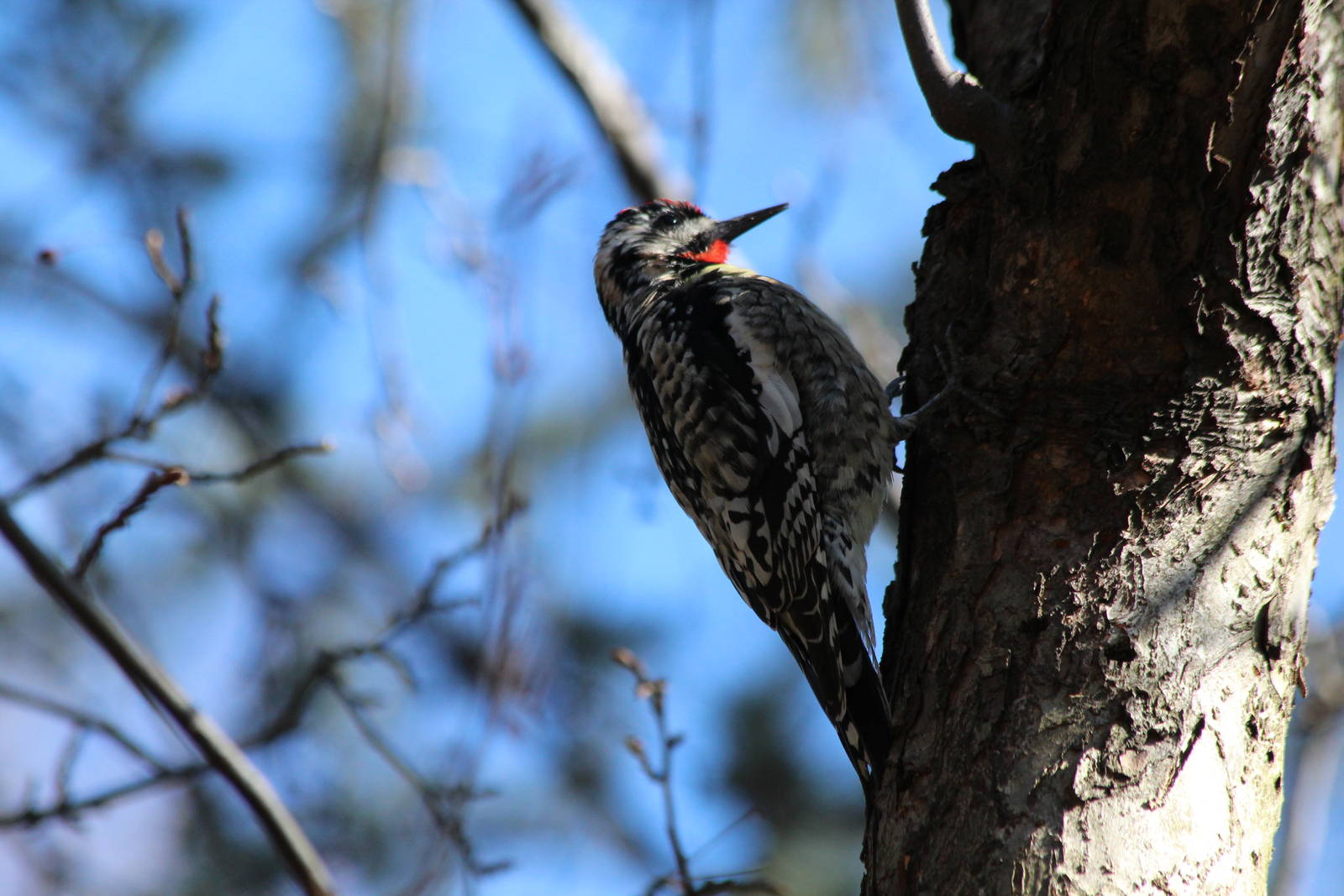 Yellow-bellied Sapsucker - Apr 2014