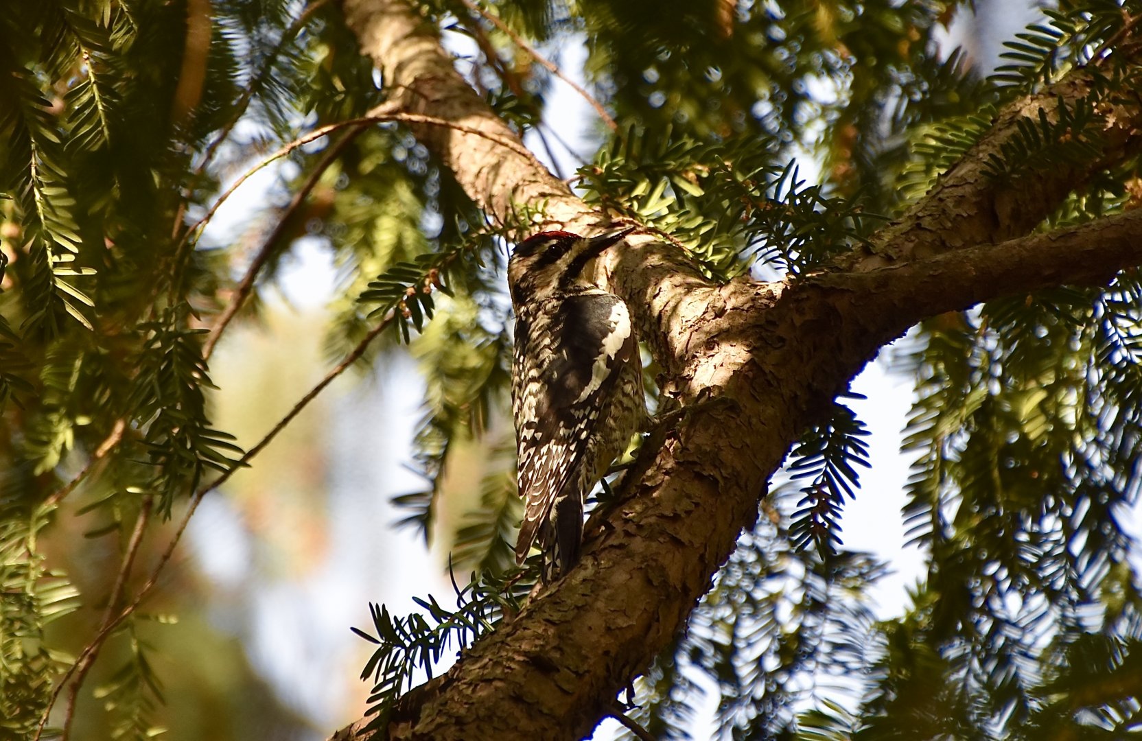 Yellow-Bellied Sapsucker (Sphyrapicus varius) female - wild