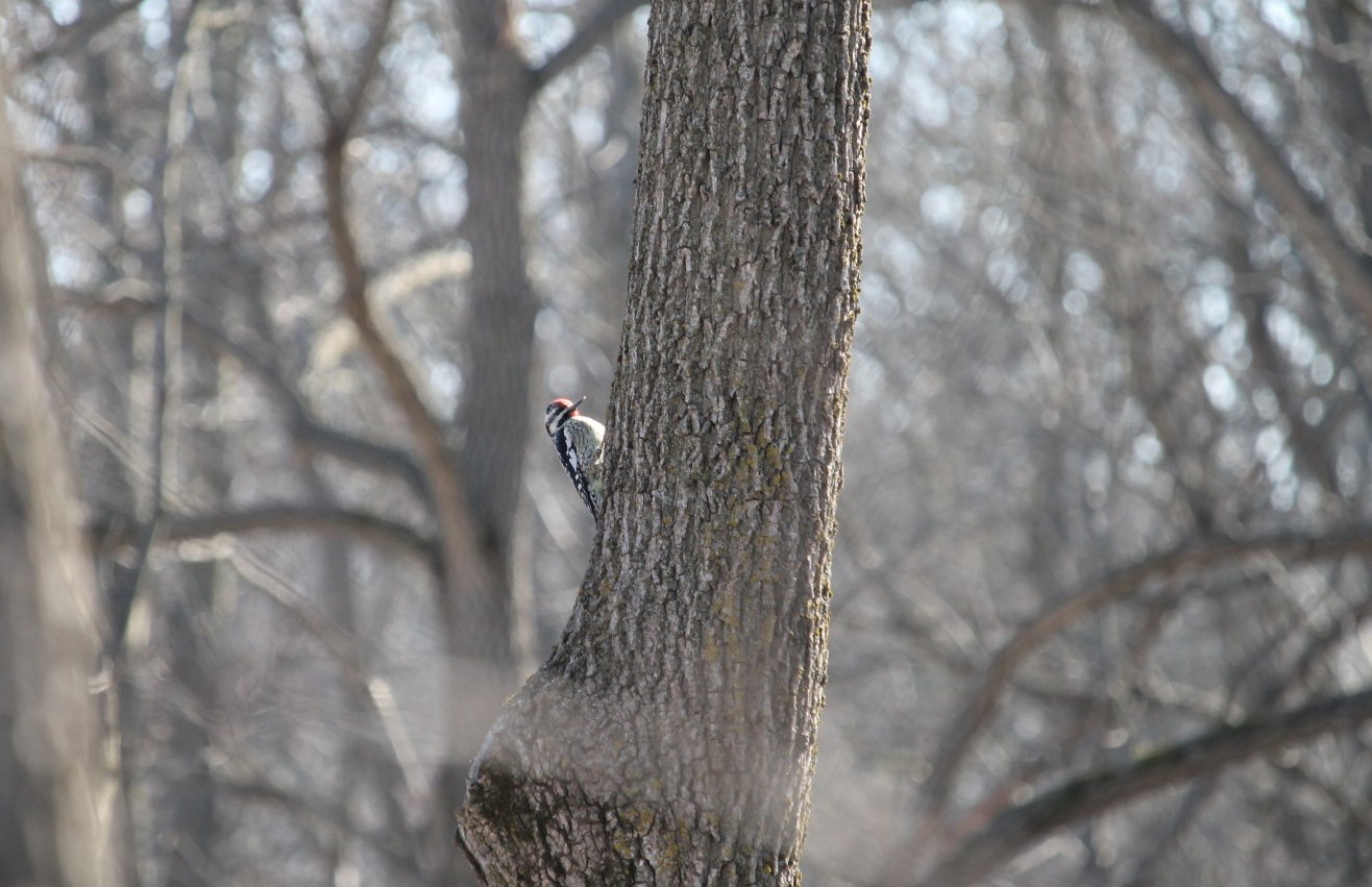 Yellow Bellied Sapsucker (Sphyrapicus varius)