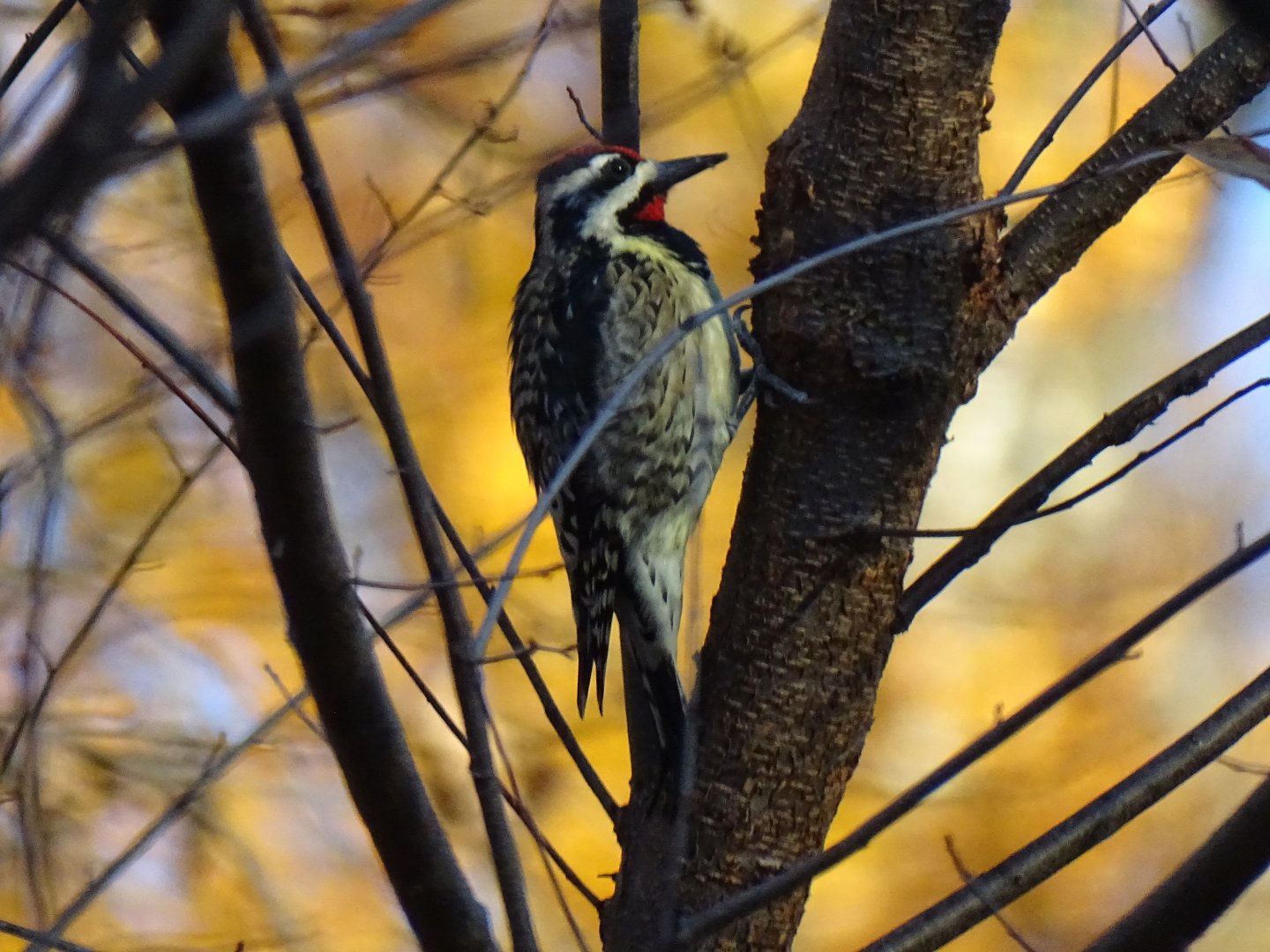 Yellow-bellied sapsucker (Sphyrapicus varius)