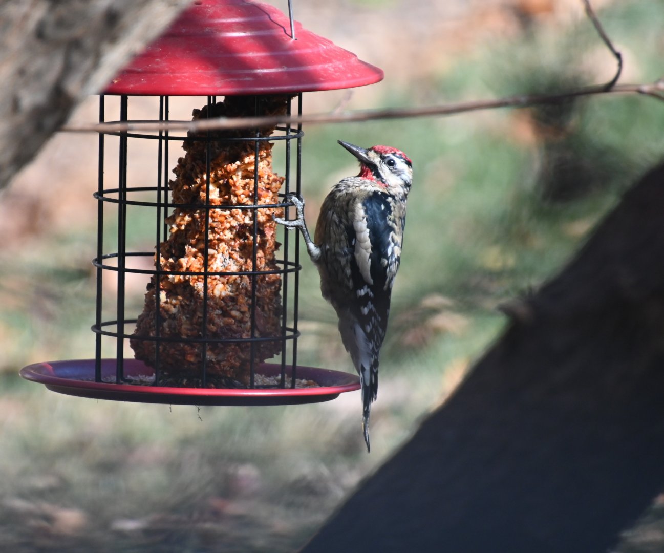Yellow-bellied sapsucker (Sphyrapicus varius)