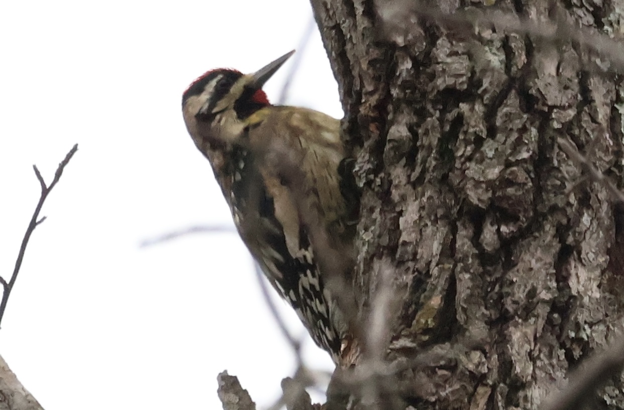 Yellow-Bellied Sapsucker (Sphyrapicus varius)