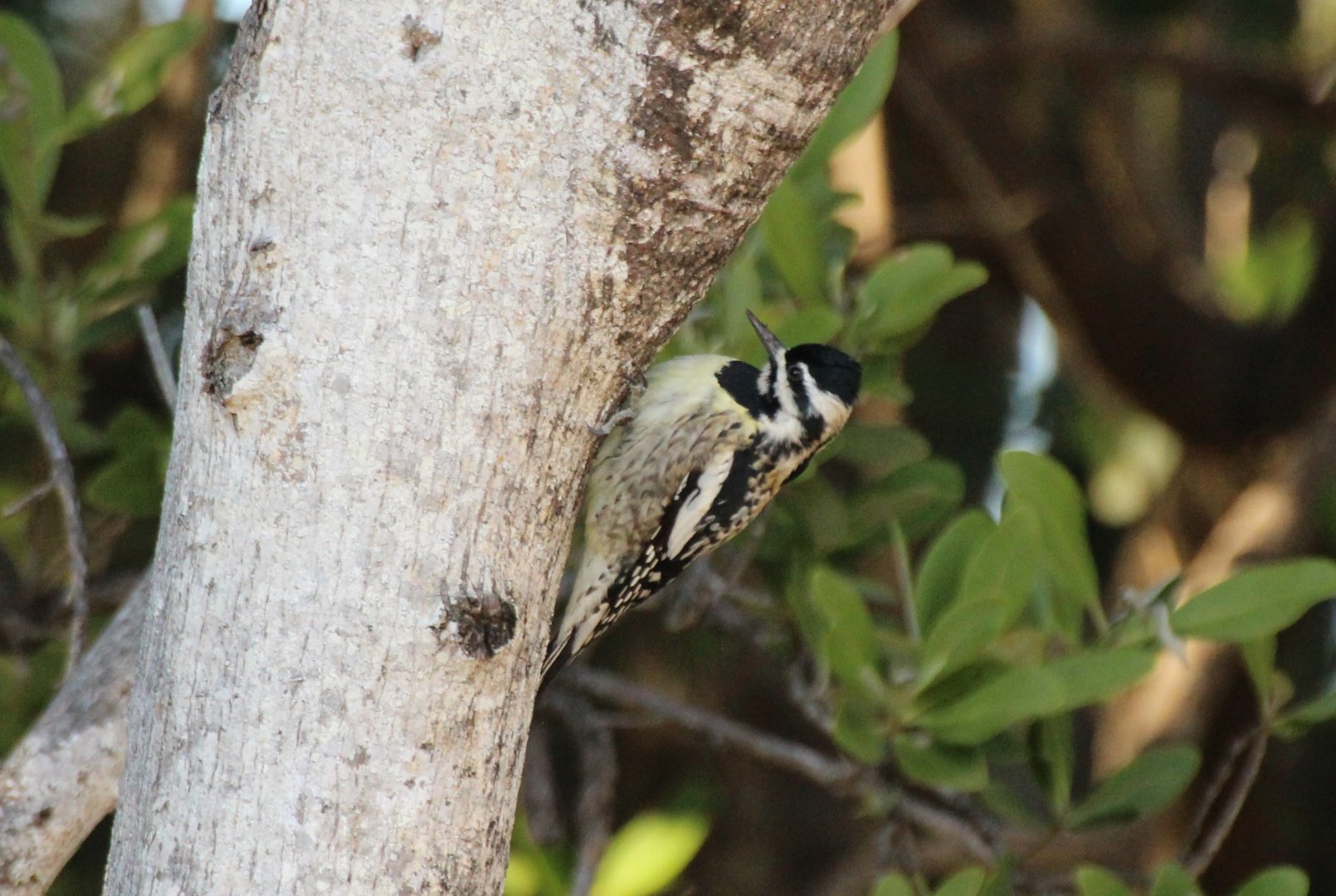 Yellow-bellied Sapsucker