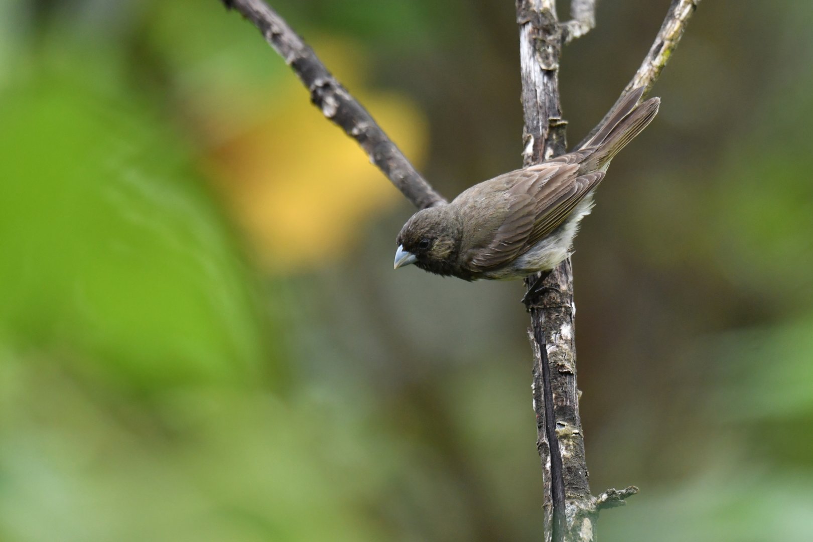 Yellow-bellied Seedeater Sporophila nigricollis