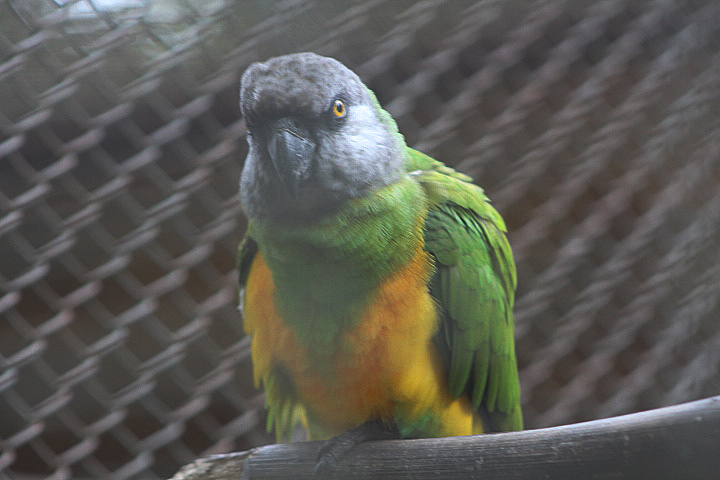 Yellow-bellied Senegal parrot (Poicephalus senegalus senegalus)
