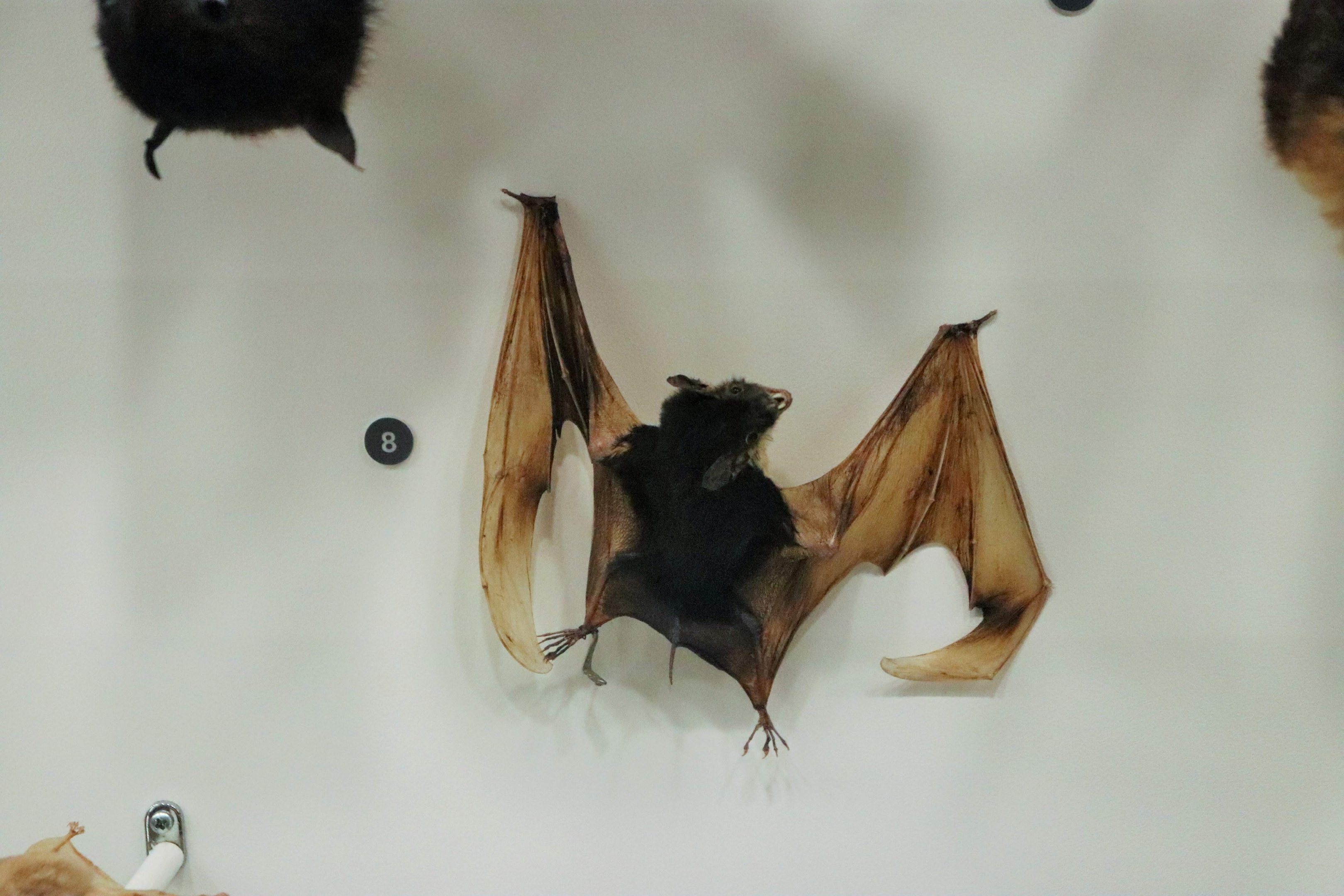 Yellow-bellied Sheath-tailed Bat (Saccolaimus flaviventris)