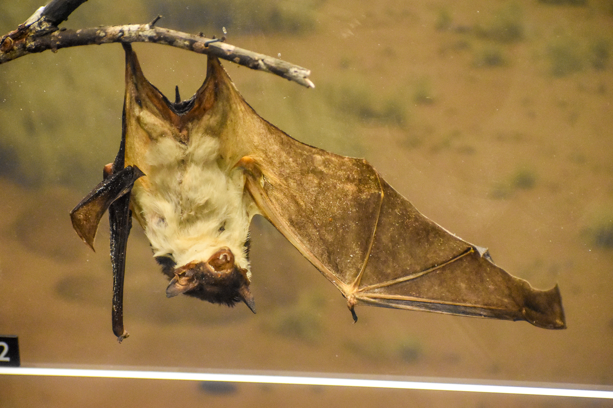 Yellow-bellied Sheath-tailed Bat
