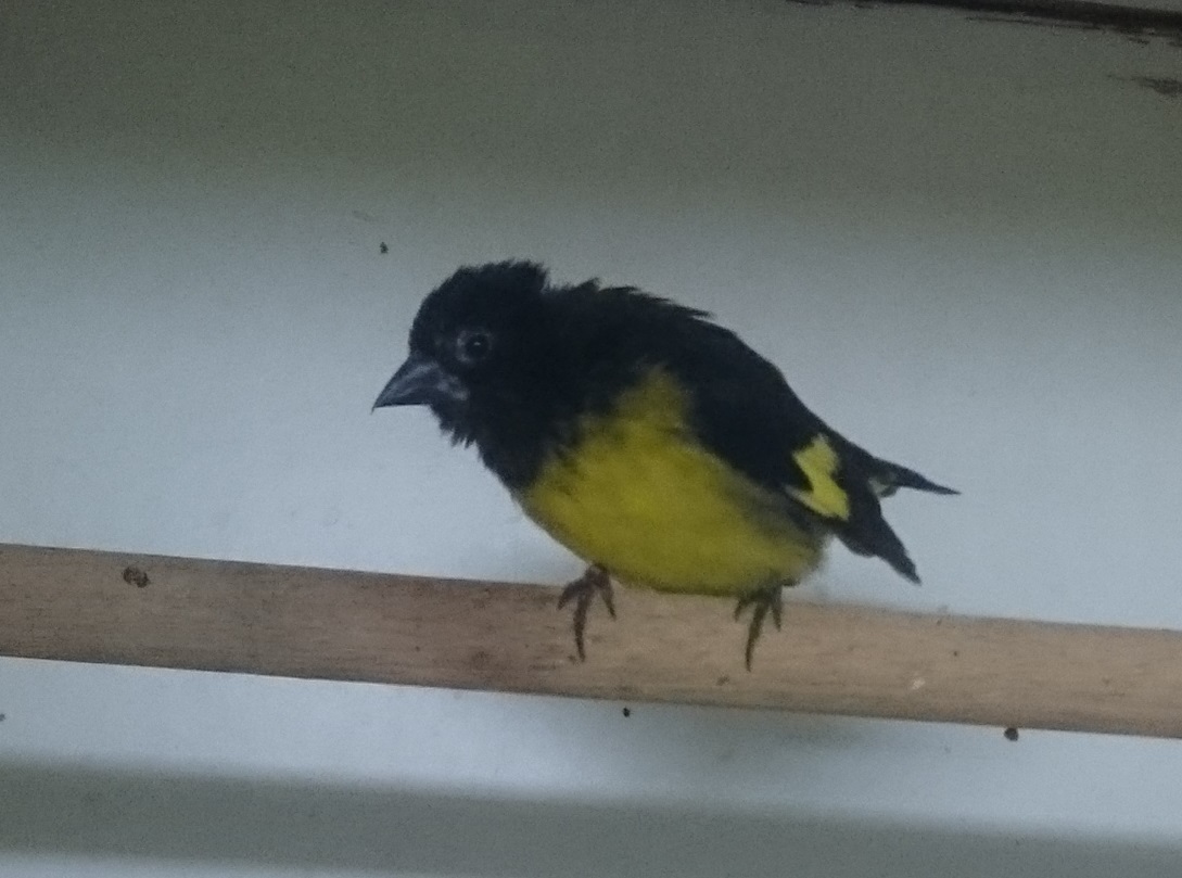 Yellow-bellied siskin