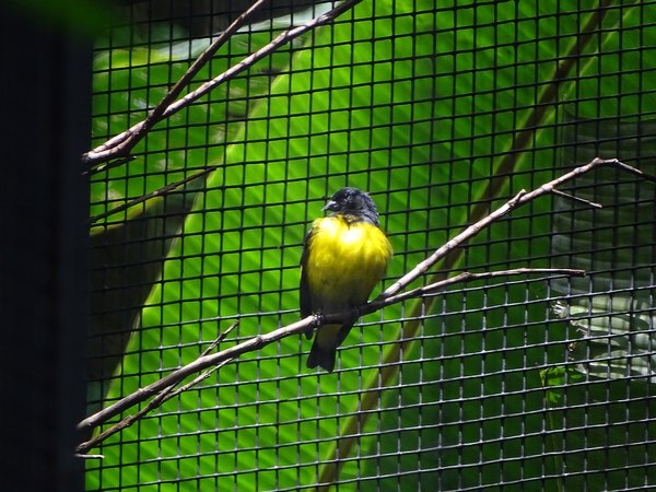 Yellow-bellied siskin