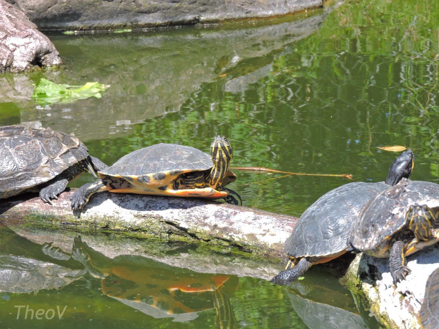 Yellow-bellied slider [2017]