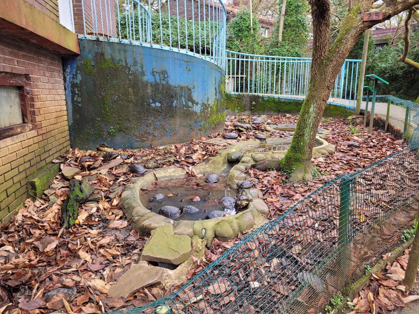 Yellow-bellied slider and Red-eared slider exhibit -Zoo de Santillana del Mar (2023)