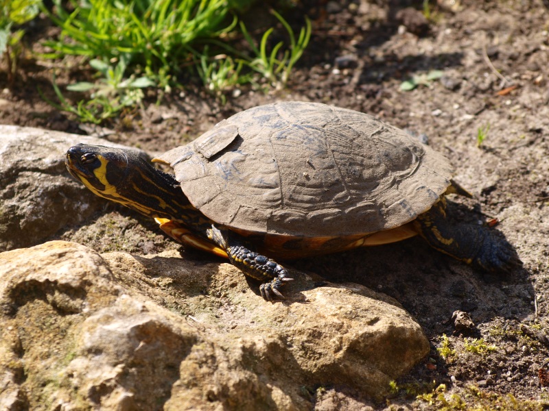 Yellow-bellied slider (April 19th, 2015)