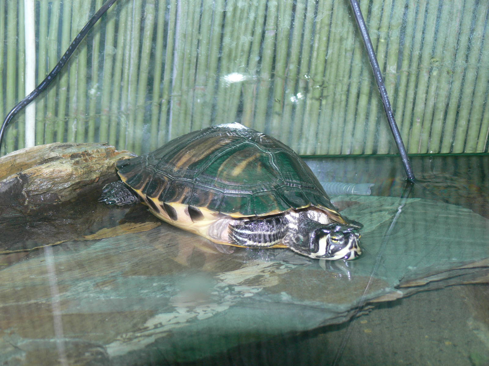 Yellow-bellied Slider at Blackpool Zoo, 27/01/13