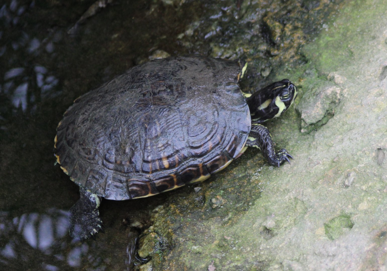 Yellow bellied slider in the Oasis