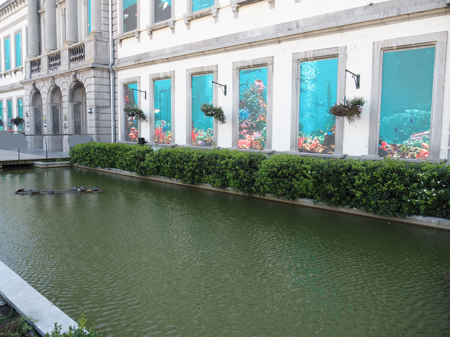 Yellow-bellied slider pond in front of the aquarium building, 2024-09-17