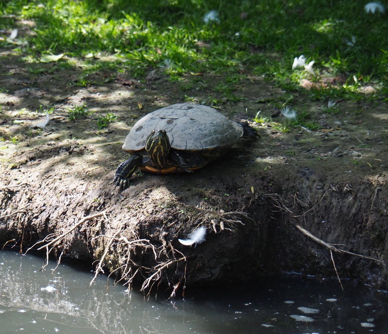 Yellow-bellied slider (Trachemys scripta scripta), 2019-06-01