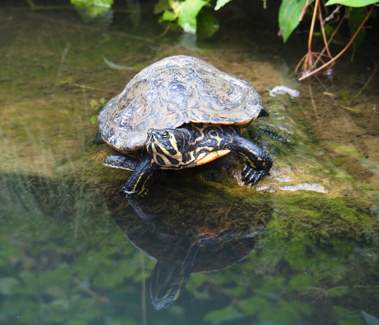 Yellow-bellied slider (Trachemys scripta scripta), 2019-07-21
