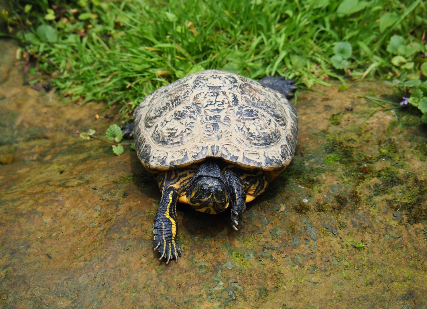 Yellow-bellied slider (Trachemys scripta scripta), 2019-07-21