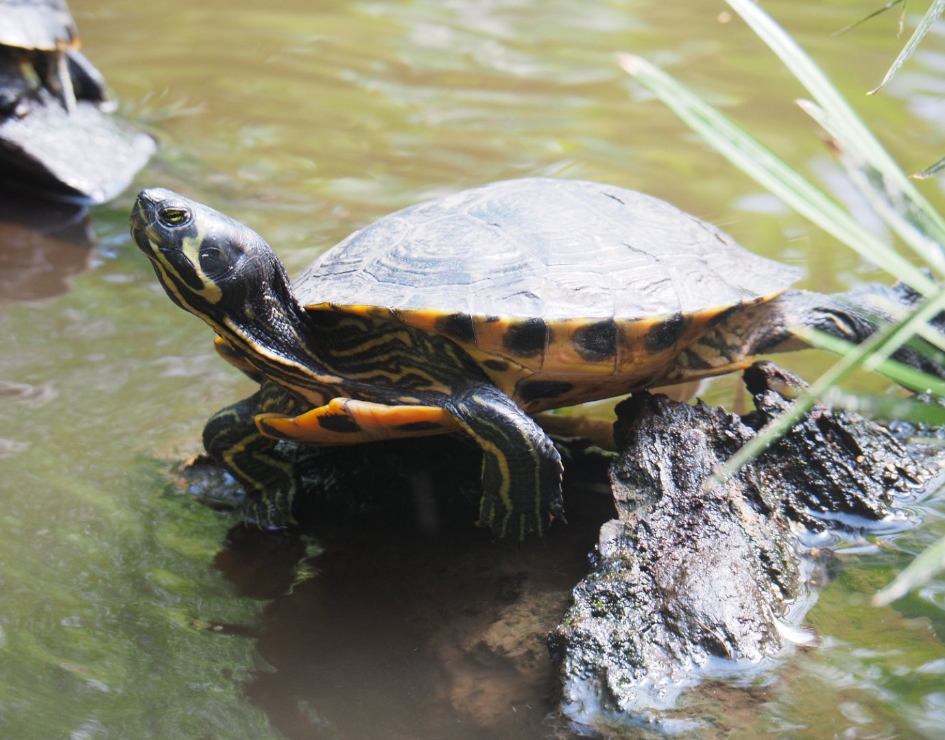 Yellow-bellied slider (Trachemys scripta scripta), 2019-08-04