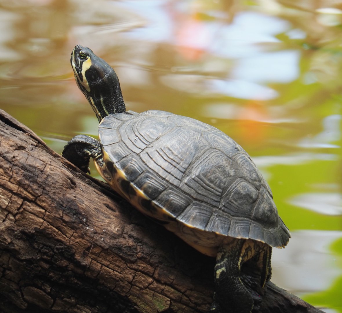 Yellow-bellied slider (Trachemys scripta scripta), 2020-06-20