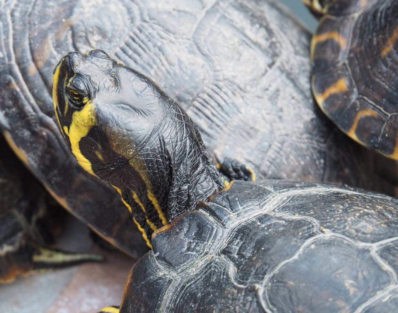 Yellow-bellied slider (Trachemys scripta scripta), 2020-09-02