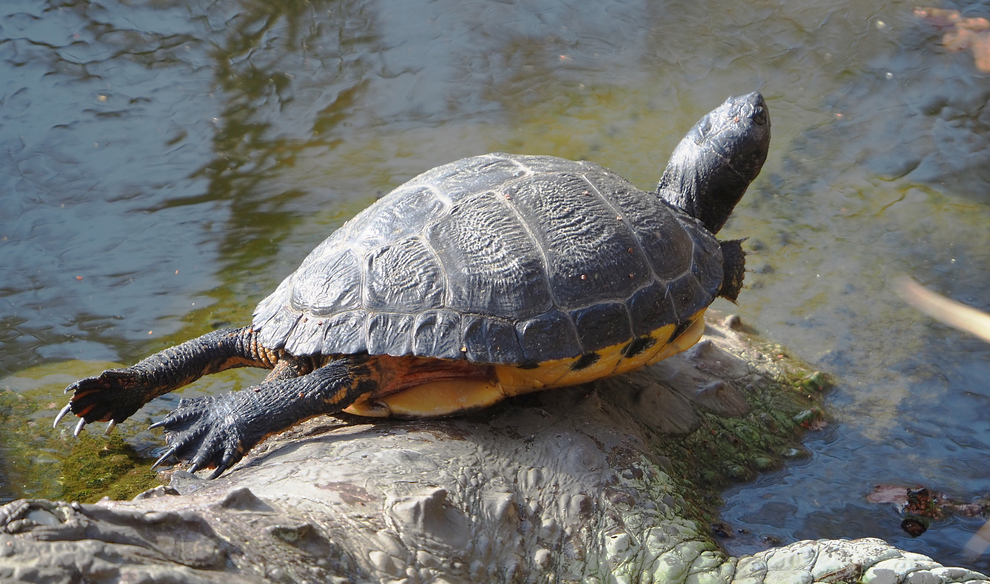 Yellow-bellied slider (Trachemys scripta scripta), 2021-02-23