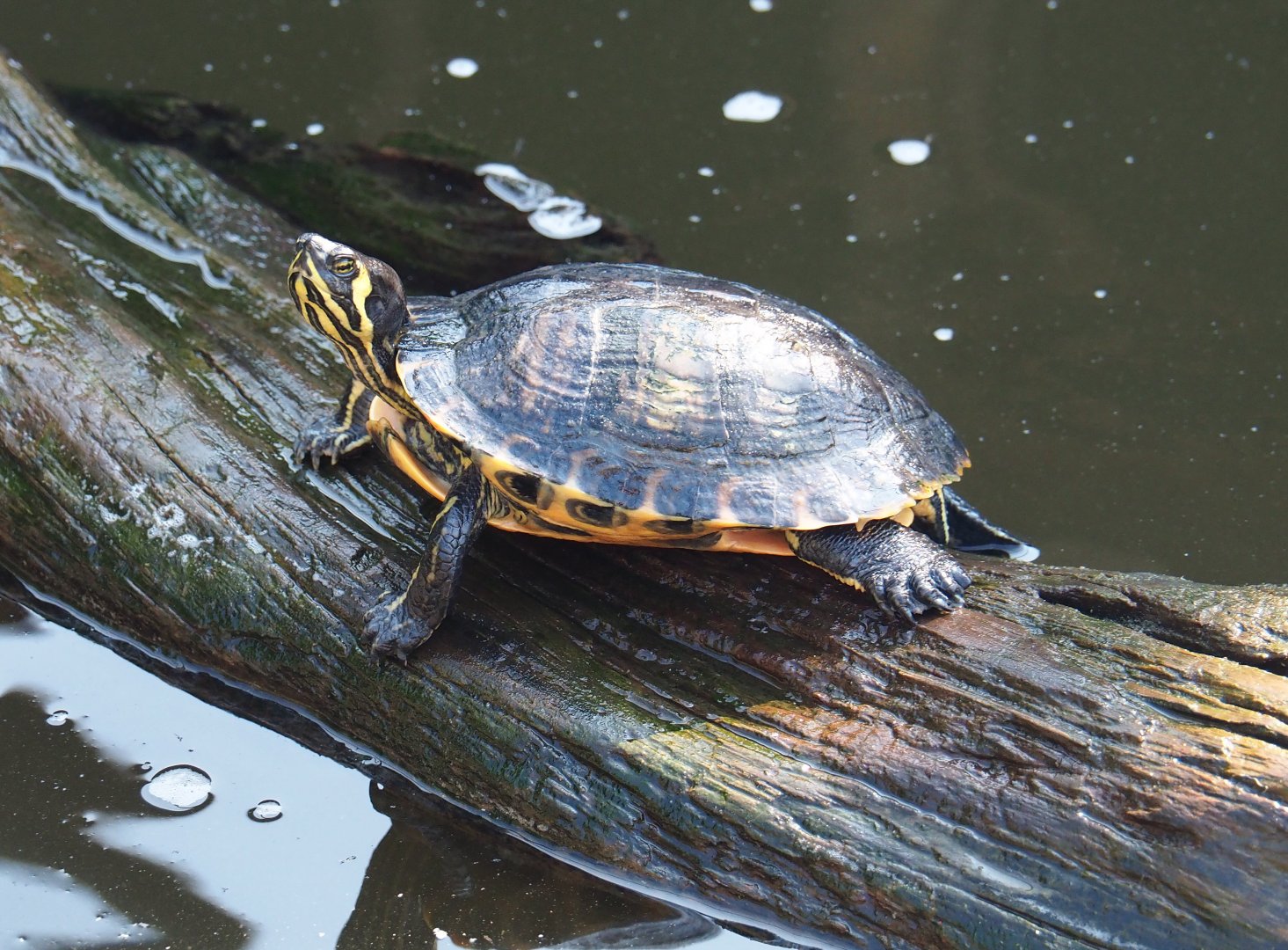 Yellow-bellied slider (Trachemys scripta scripta), 2021-09-03