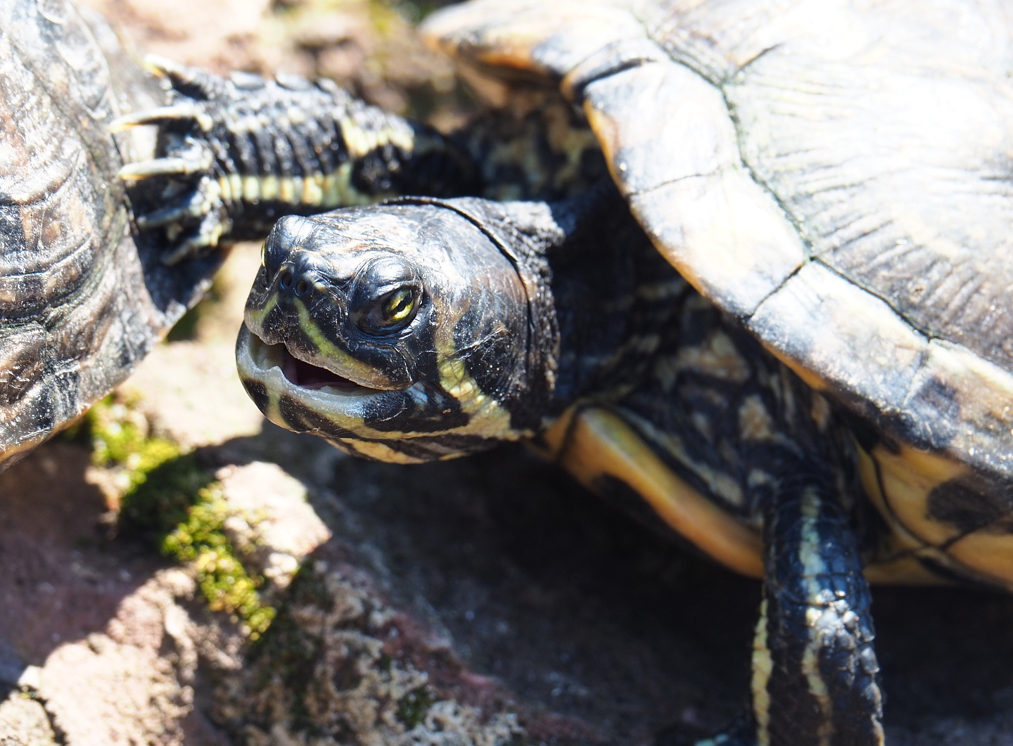 Yellow-bellied slider (Trachemys scripta scripta), 2021-09-03