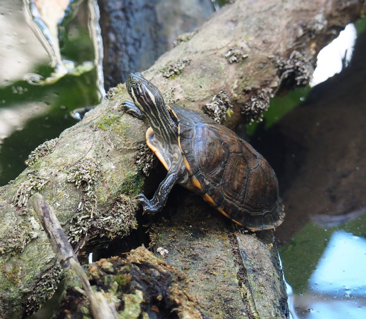 Yellow-bellied slider (Trachemys scripta scripta), 2022-06-28
