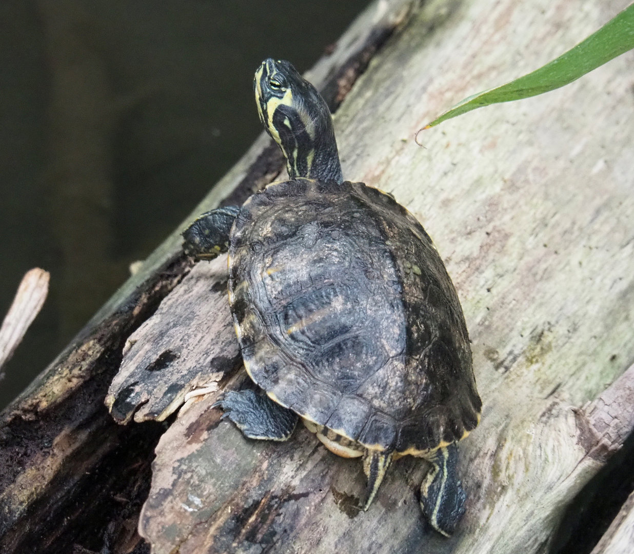 Yellow-bellied slider (Trachemys scripta scripta), 2022-09-14