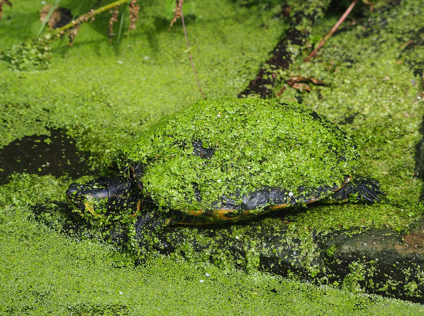 Yellow-bellied slider (Trachemys scripta scripta), 2023-07-18