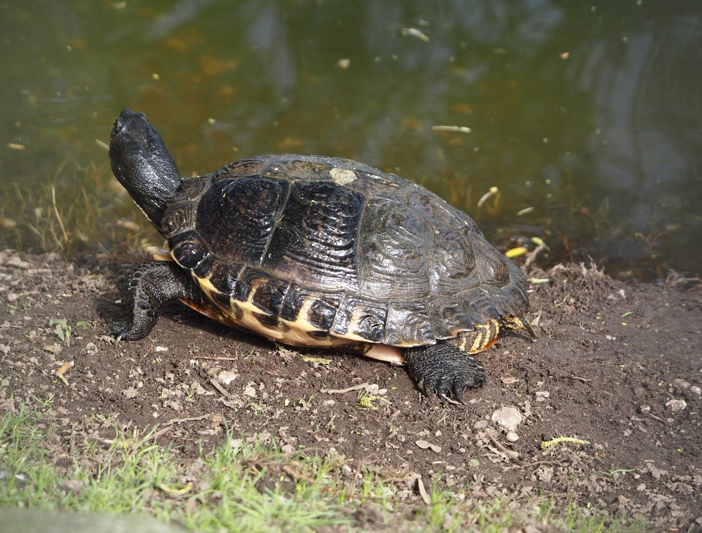 Yellow-bellied slider (Trachemys scripta scripta), 2024-04-14