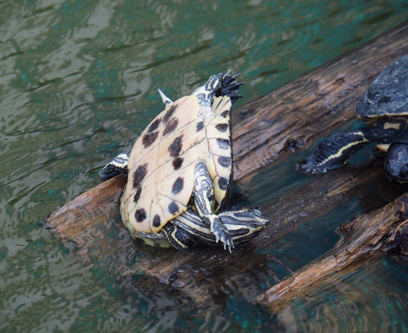 Yellow-bellied slider (Trachemys scripta scripta), 2024-09-17
