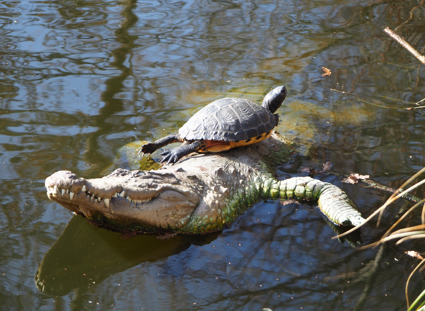 Yellow-bellied slider (Trachemys scripta scripta), basking on a fake crocodile, 2021-02-23