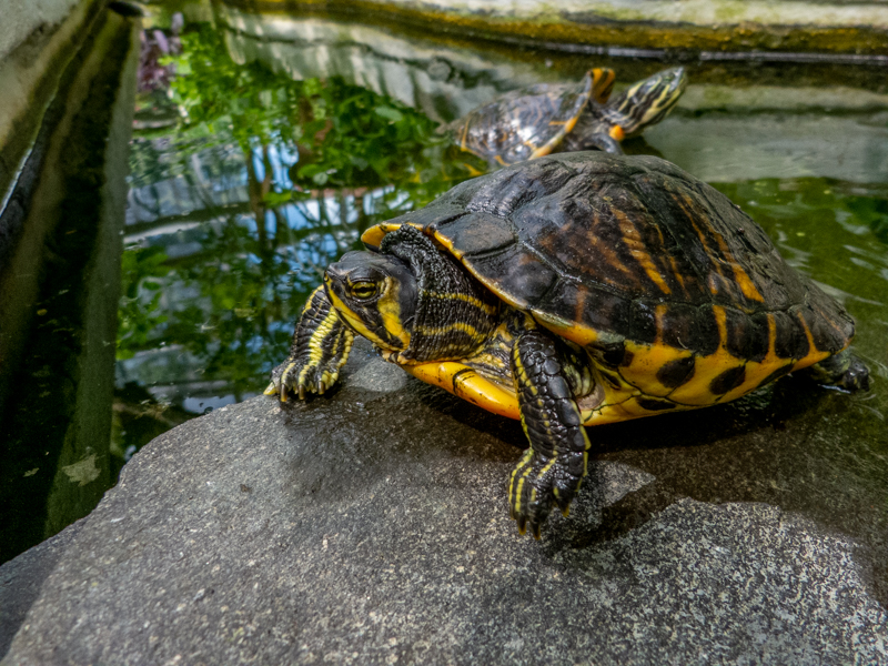 Yellow-bellied slider (Trachemys scripta scripta)