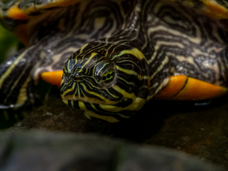 Yellow-bellied slider (Trachemys scripta scripta)